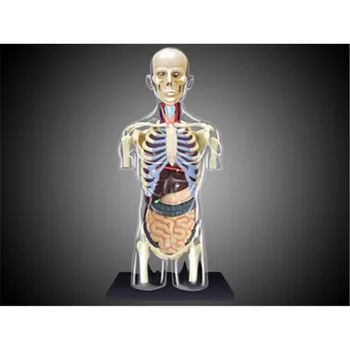 4D МАСТЕР-модель анатомии человеческого туловища Skelekon, Медицинское учебное пособие, игрушка для сборки пазлов, Лабораторное оборудование для занятий в классе