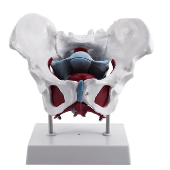 Модель женского таза и репродуктивных органов Анатомическая модель восстановления мышц женского мочевого пузыря, тазового дна